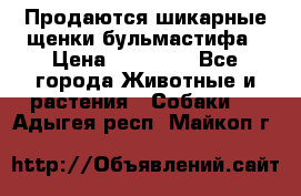 Продаются шикарные щенки бульмастифа › Цена ­ 45 000 - Все города Животные и растения » Собаки   . Адыгея респ.,Майкоп г.